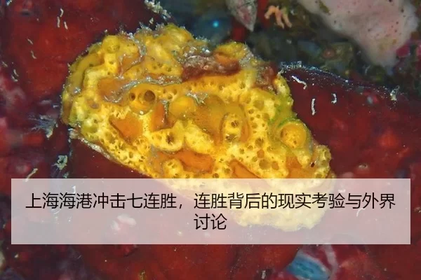上海海港冲击七连胜，连胜背后的现实考验与外界讨论